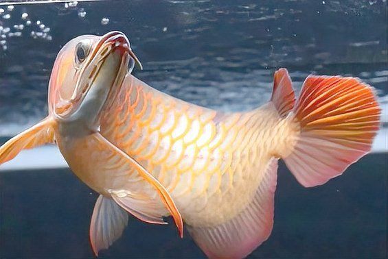 詳細說說龍魚的風水文化