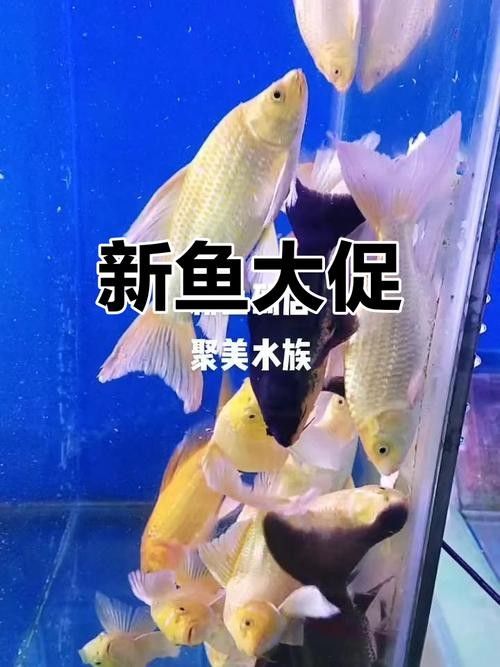 虞城開水族店怎么樣？加盟祥龍魚場賣龍魚市場怎樣？