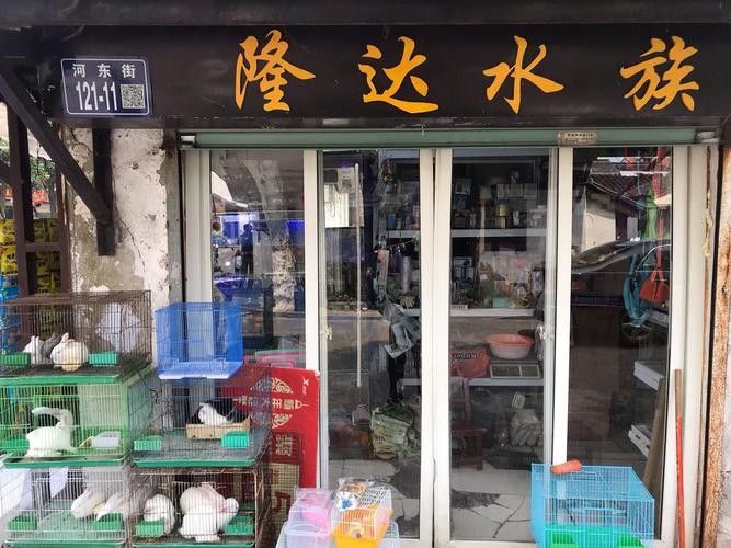 虞城開水族店怎么樣？加盟祥龍魚場賣龍魚市場怎樣？