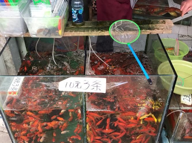 虞城開水族店怎么樣？加盟祥龍魚場賣龍魚市場怎樣？