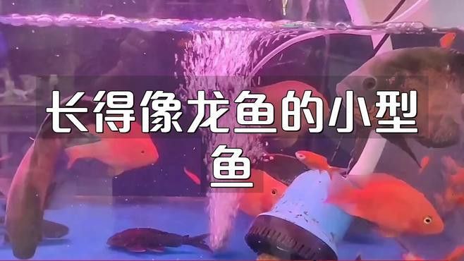 像龍魚的小型觀賞魚品種大全