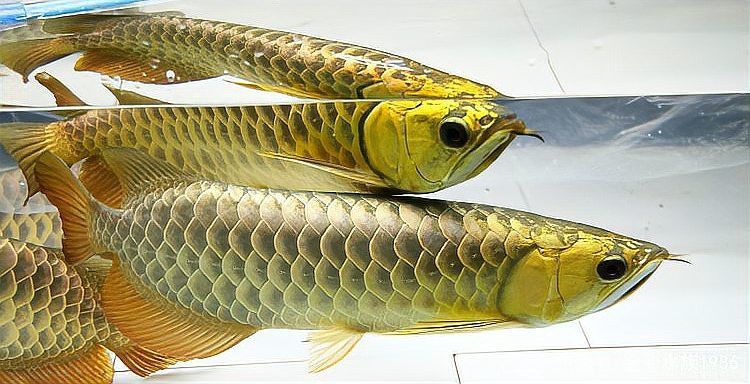 哪些食物有助于過背金龍的爬背？ 哪些食物有助于過背金龍的爬背？ 龍魚百科 第7張