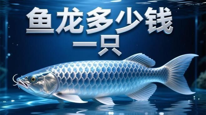 花垣開水族店怎么樣？加盟祥龍魚場賣龍魚市場怎樣？ 花垣開水族店怎么樣？加盟祥龍魚場賣龍魚市場怎樣？ 水族館百科（水族館加盟） 第3張