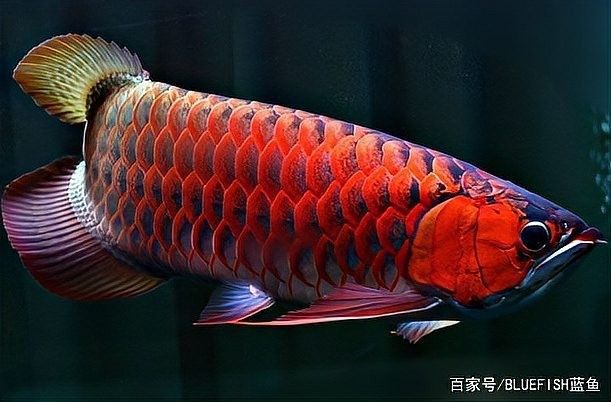桂林開水族店怎么樣？加盟祥龍魚場賣龍魚市場怎樣？