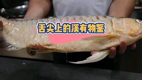 75公分紅龍魚視頻：關(guān)于紅龍魚的問答