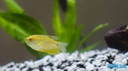 龍魚養殖攻略（龍魚的養殖攻略）