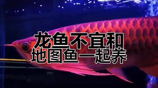 如何判斷地圖魚和龍魚是否適應？