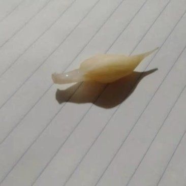 一個魚寶多少錢 一個魚寶多少錢 龍魚百科 第1張