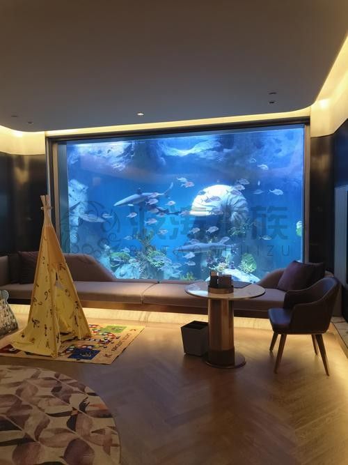 上海開水族店怎么樣？加盟祥龍魚場賣龍魚市場怎樣？
