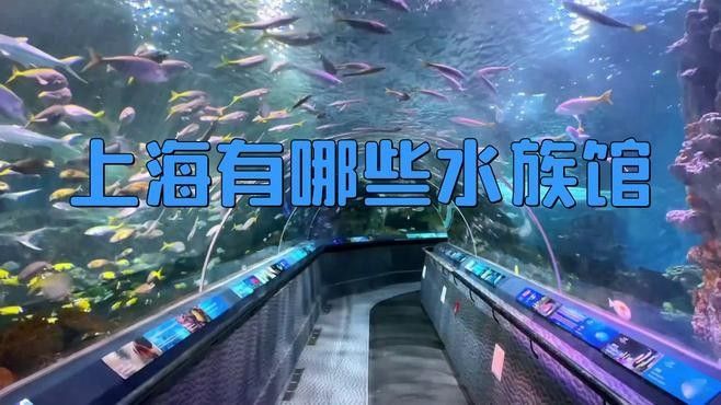 上海開水族店怎么樣？加盟祥龍魚場賣龍魚市場怎樣？