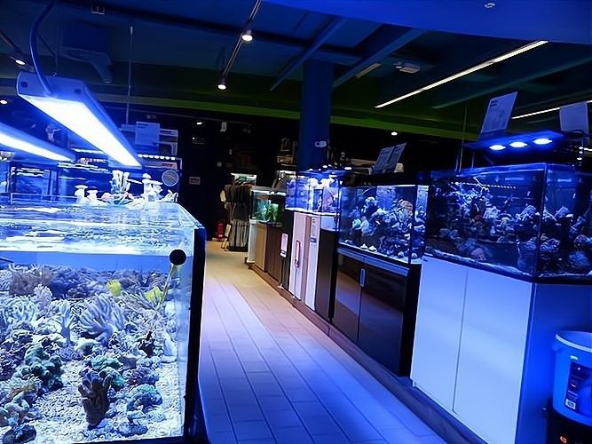 上海開水族店怎么樣？加盟祥龍魚場賣龍魚市場怎樣？