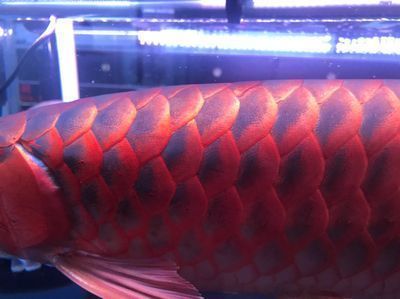 龍魚發(fā)色激素過多：關(guān)于龍魚發(fā)色激素過多的研究