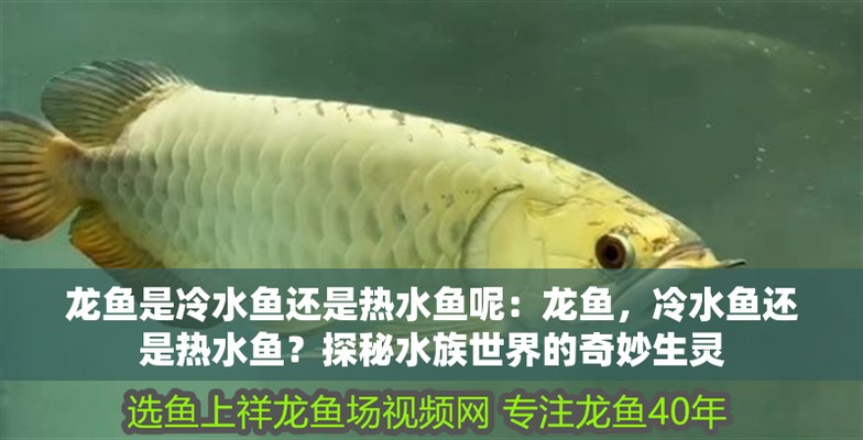 附近魚缸維修