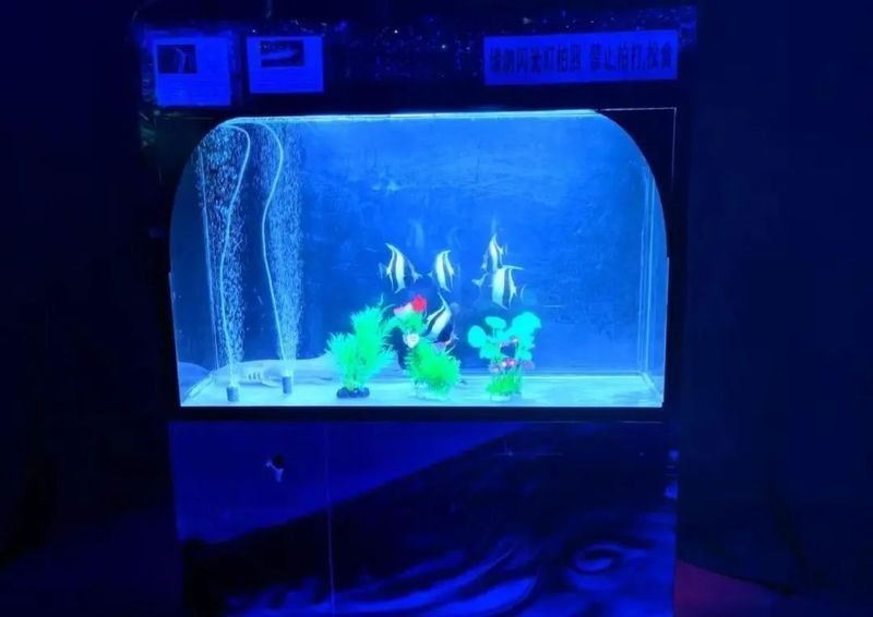 洱源開(kāi)水族店怎么樣？加盟祥龍魚(yú)場(chǎng)賣龍魚(yú)市場(chǎng)怎樣？