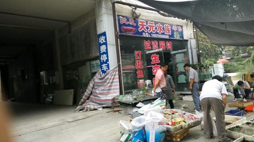 天元開水族店怎么樣?加盟祥龍魚場賣龍魚市場怎樣? 水族館百科(水族館加盟) 第1張 天元開水族店怎么樣?加盟祥龍魚場賣龍魚市場怎樣? 天元開水族店怎么樣?加盟祥龍魚場賣龍魚市場怎樣? 水族館百科(水族館加盟) 第1張