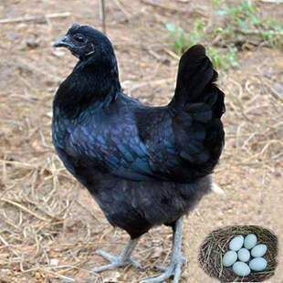 龍魚(yú)幼苗掛蛋苗好養(yǎng)嗎：龍魚(yú)幼苗掛蛋苗好養(yǎng)嗎龍魚(yú)幼苗掛蛋苗好養(yǎng)嗎