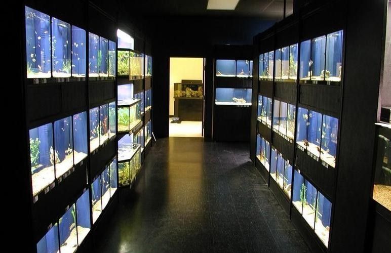 樂清開水族店怎么樣？加盟祥龍魚場賣龍魚市場怎樣？