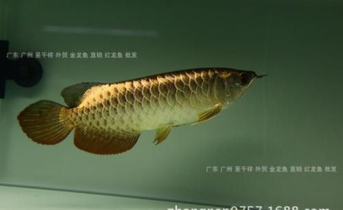 如何挑選健康的24K金頭金龍魚(yú)？