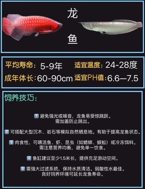 曲周開水族店怎么樣？加盟祥龍魚場賣龍魚市場怎樣？