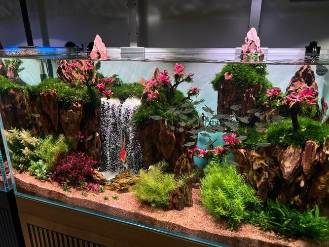 朔城開(kāi)水族店怎么樣？加盟祥龍魚(yú)場(chǎng)賣(mài)龍魚(yú)市場(chǎng)怎樣？
