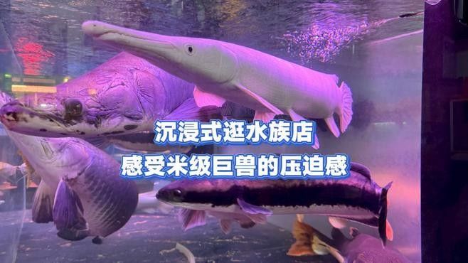 正鑲白旗開水族店怎么樣？加盟祥龍魚場(chǎng)賣龍魚市場(chǎng)怎樣？