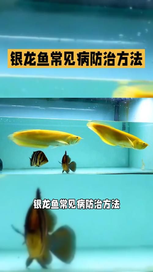 養(yǎng)銀龍魚需要注意什么問(wèn)題 龍魚百科 第14張 養(yǎng)銀龍魚需要注意什么問(wèn)題 養(yǎng)銀龍魚需要注意什么問(wèn)題 龍魚百科 第14張