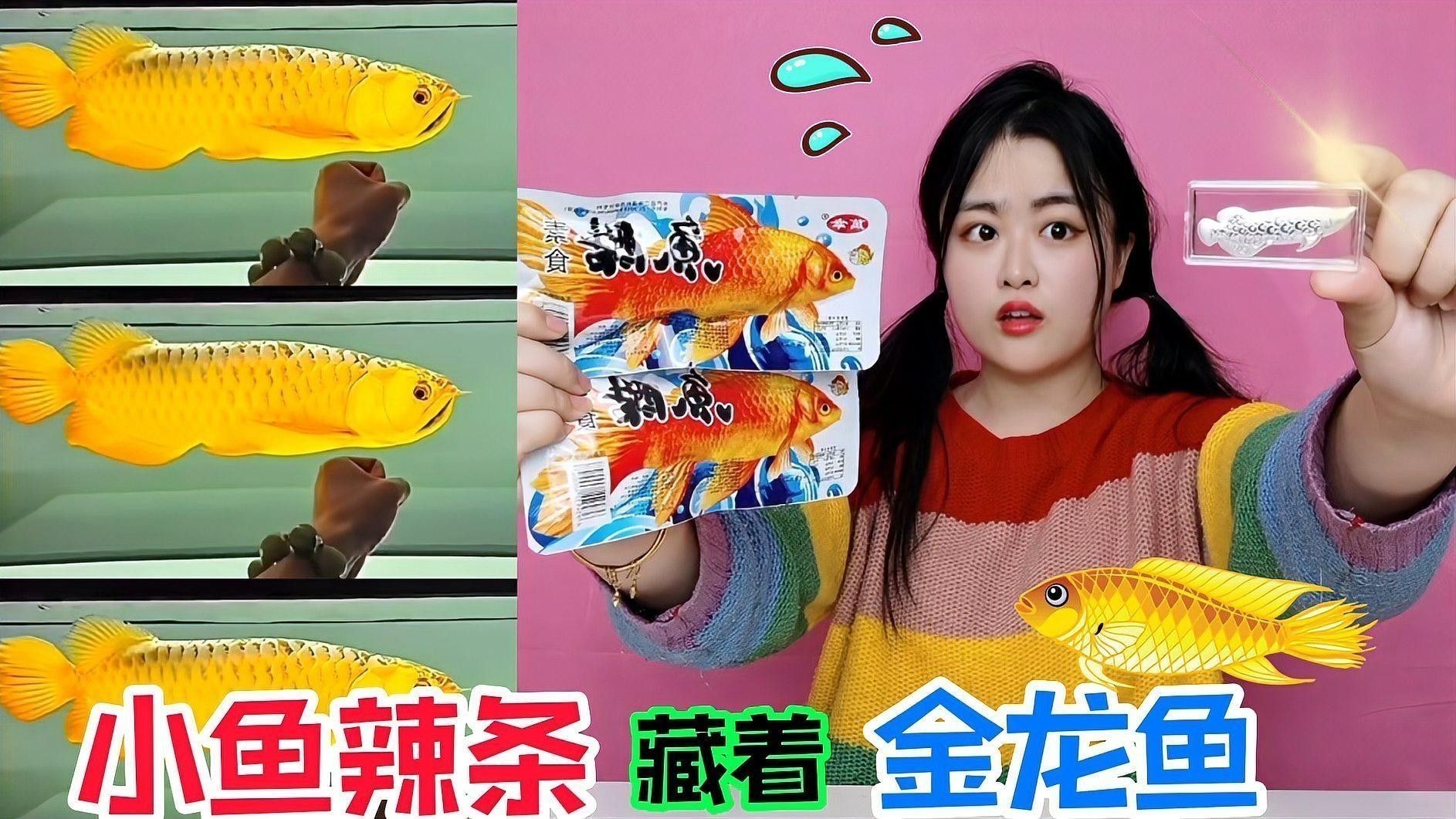 龍魚一直撞缸怎么回事兒