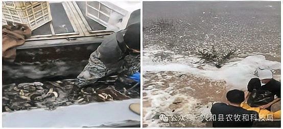興和開水族店怎么樣？加盟祥龍魚場賣龍魚市場怎樣？