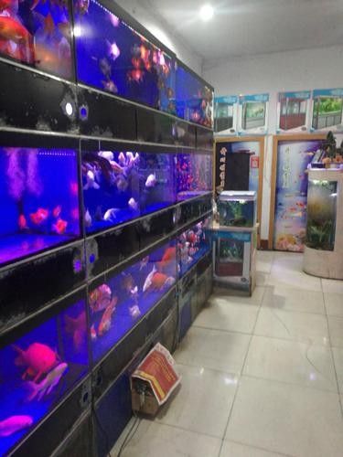 青州開水族店怎么樣？加盟祥龍魚場賣龍魚市場怎樣？ 青州開水族店怎么樣？加盟祥龍魚場賣龍魚市場怎樣？ 水族館百科（水族館加盟） 第6張