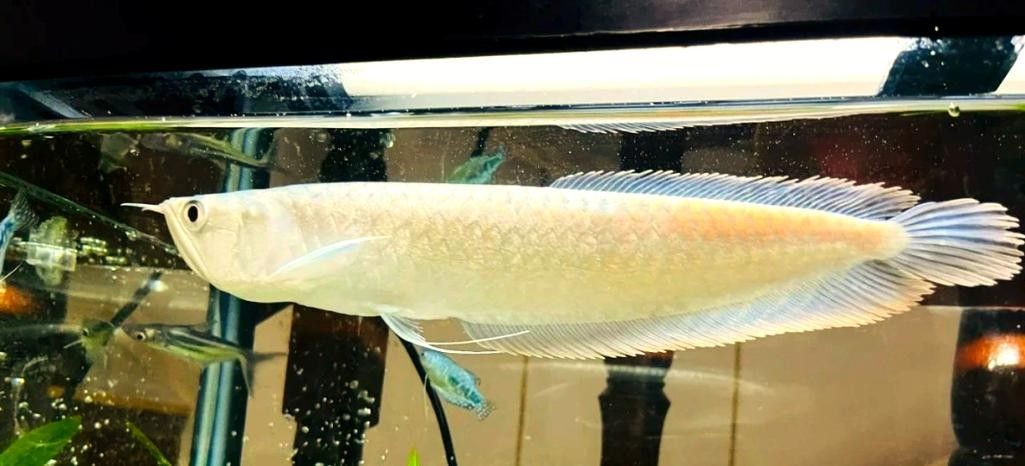 鑲黃旗開水族店怎么樣？加盟祥龍魚場賣龍魚市場怎樣？