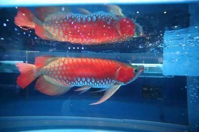 龍魚跟七彩能混養(yǎng)嗎？：龍魚和七彩可以混養(yǎng)嗎