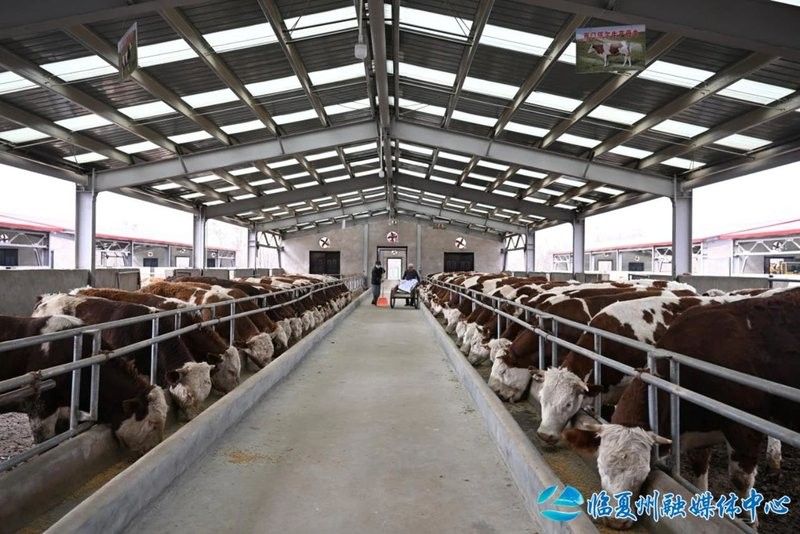 臨夏州開水族店怎么樣？加盟祥龍魚場(chǎng)賣龍魚市場(chǎng)怎樣？