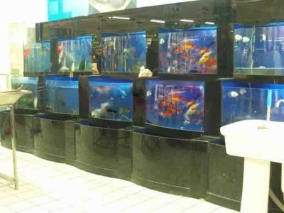 龍魚缸濾材多長時間更換好：龍魚缸濾材更換周期