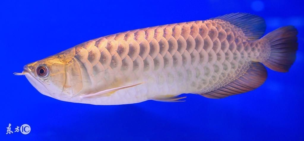 被龍魚咬一口會死嗎（被龍魚咬傷會導致死亡嗎？）