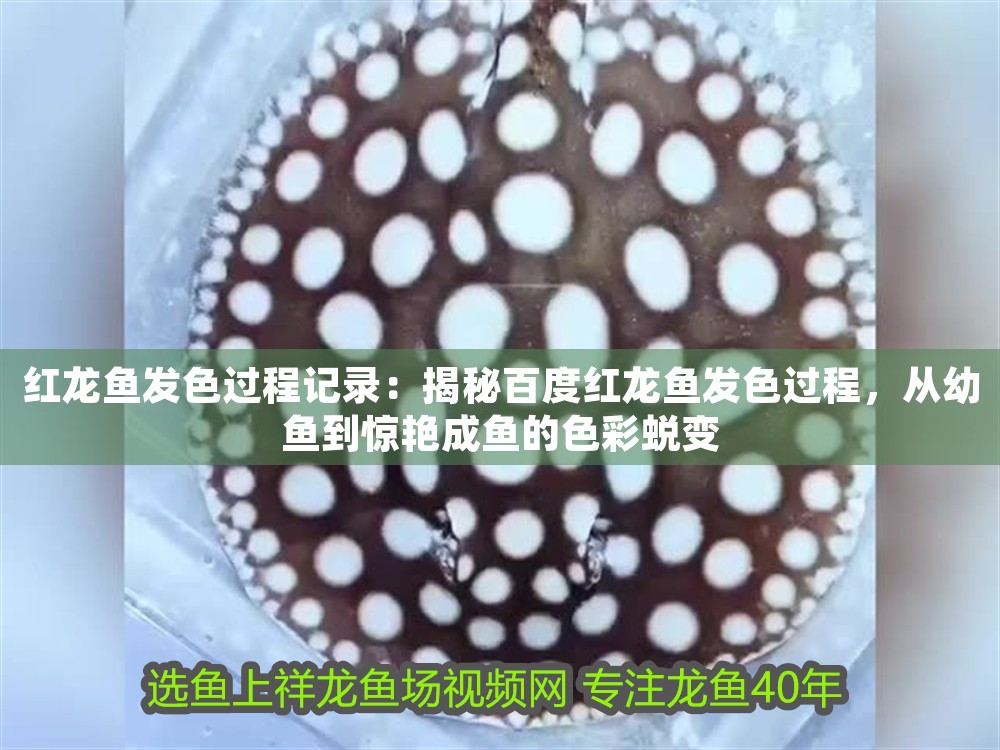 紅龍魚(yú)發(fā)色過(guò)程記錄：揭秘百度紅龍魚(yú)發(fā)色過(guò)程，從幼魚(yú)到驚艷成魚(yú)的色彩蛻變