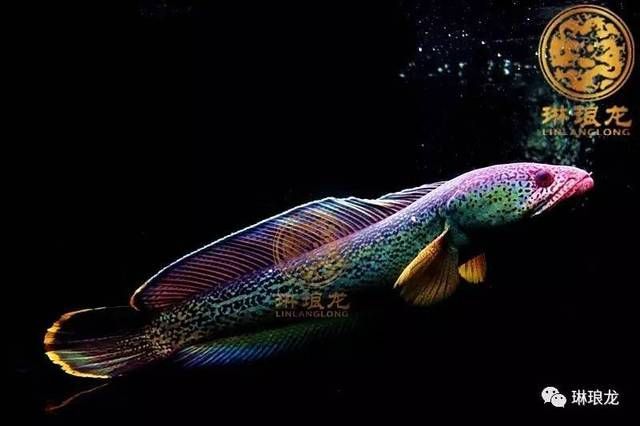 便宜龍魚品種：哪些龍魚品種的價格比較低