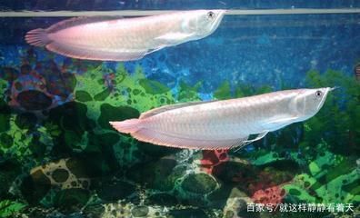 便宜龍魚品種：哪些龍魚品種的價格比較低
