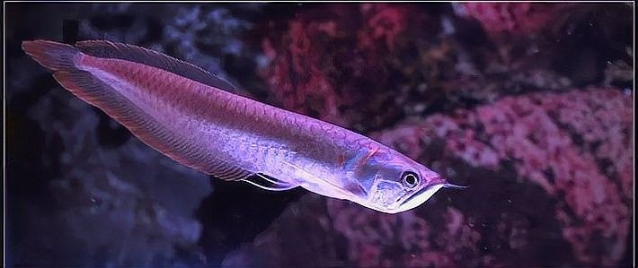 銀龍魚有哪些等級之分？