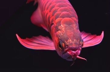 龍魚喂食后多久可以換水，如何判斷龍魚適應新水質，龍魚換水前后注意事項