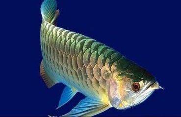龍魚喂食后多久可以換水，如何判斷龍魚適應新水質，龍魚換水前后注意事項