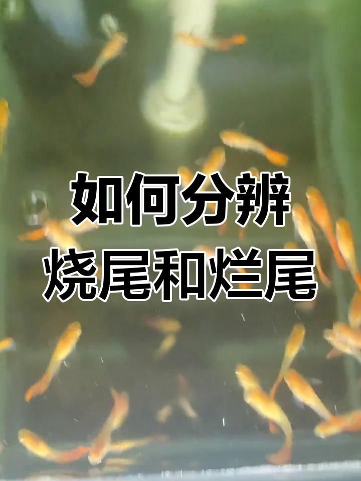 如何預防魚爛尾病的發(fā)生？