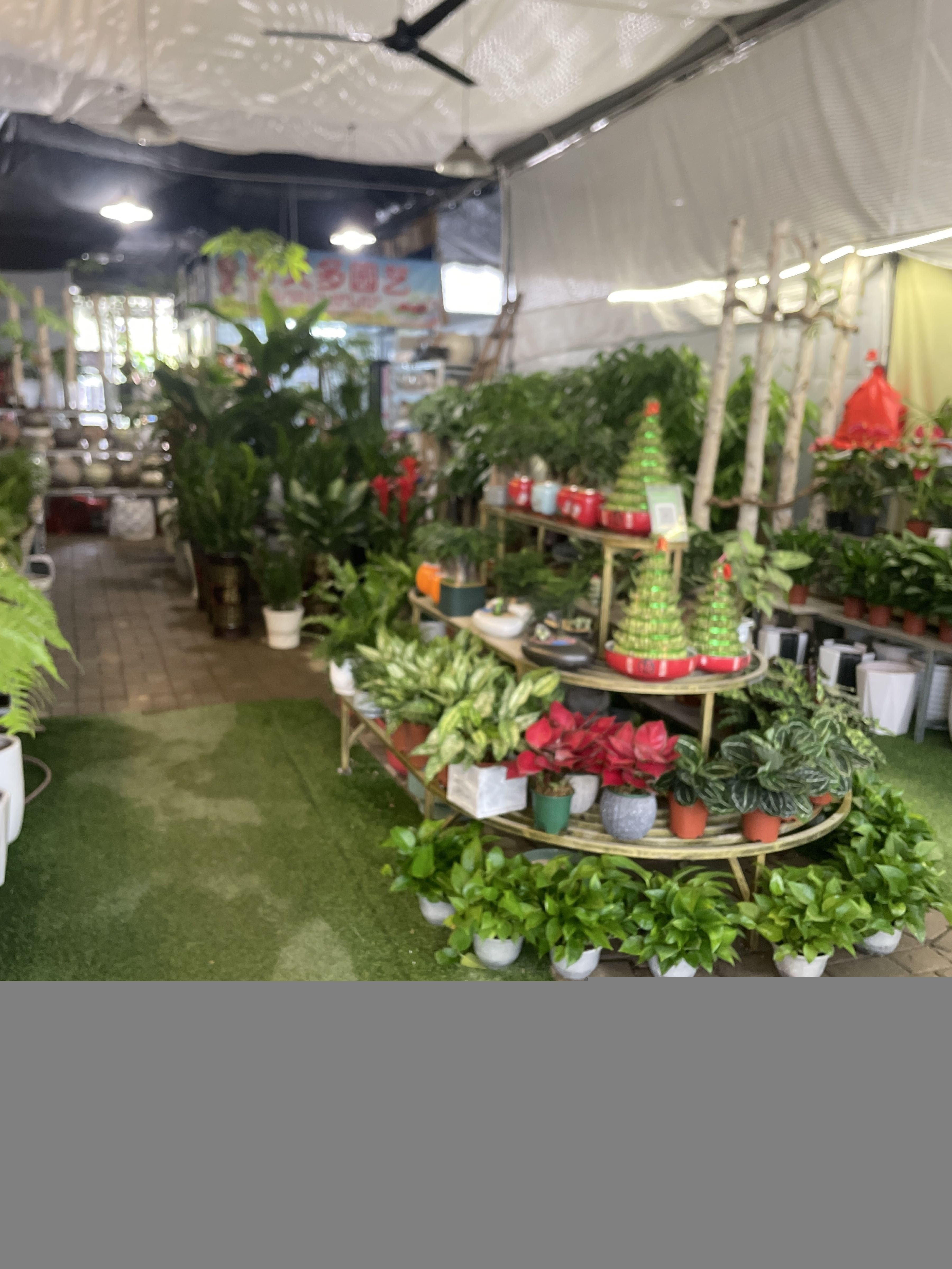 零陵開水族店怎么樣？加盟祥龍魚場賣龍魚市場怎樣？