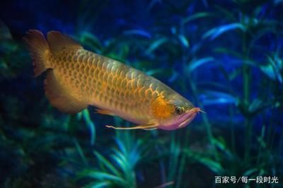 龍魚對溫度的要求是什么：關于龍魚對水溫的要求