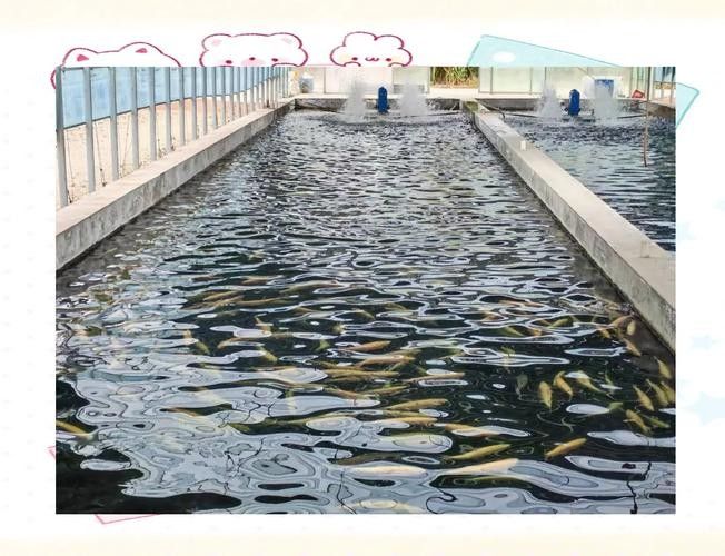 興安開水族店怎么樣？加盟祥龍魚場賣龍魚市場怎樣？