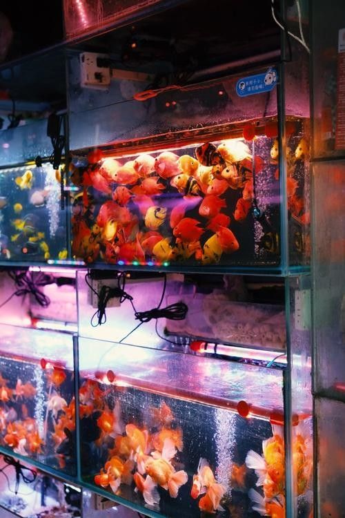 鹽城開水族店怎么樣？加盟祥龍魚場賣龍魚市場怎樣？