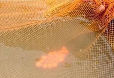 金龍魚卵發(fā)育過程：金龍魚的卵發(fā)育過程