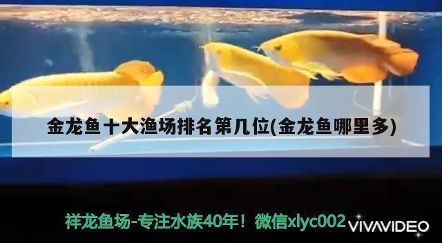 金龍魚(yú)漁場(chǎng)排名榜：南海金龍魚(yú)漁場(chǎng)排名榜