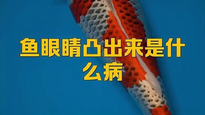 如何判斷雷龍魚眼睛外凸的原因？