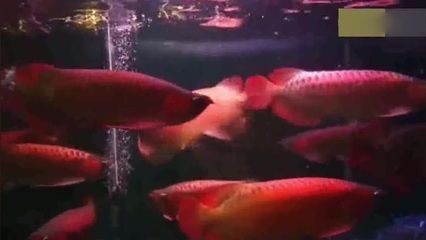 紅龍魚的記錄片：關于紅龍魚的紀錄片，以下是一些相關的資料和視頻