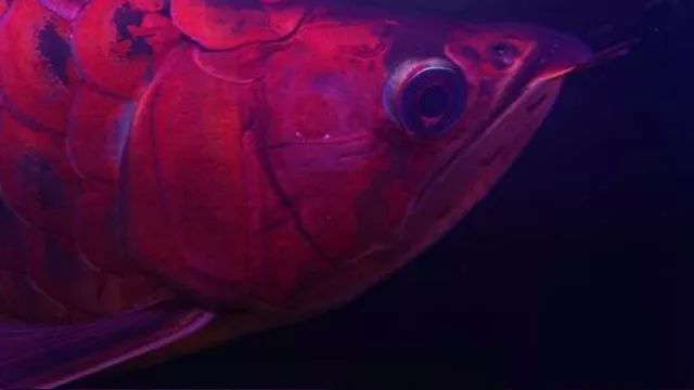 紅龍魚的記錄片：關于紅龍魚的紀錄片，以下是一些相關的資料和視頻